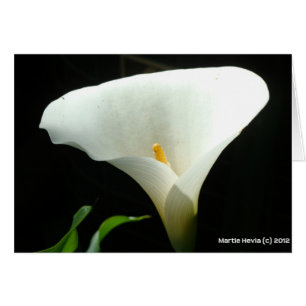 Cartão Calla Lily