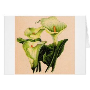 Cartão calla lily calla lily