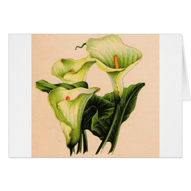 Cartão calla lily calla lily (Frente Horizontal)