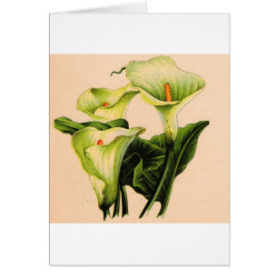 Cartão calla lily calla lily