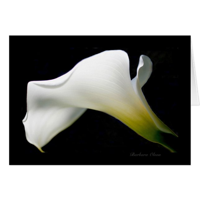 Cartão Calla Lily—com graça e estilo*: (Frente Horizontal)