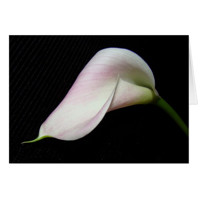 Cartão Calla Lily Flower Card (Frente horizontal)