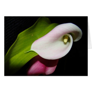 Cartão Calla Lily Flowers Card