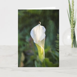 Cartão Calla lily greeting card