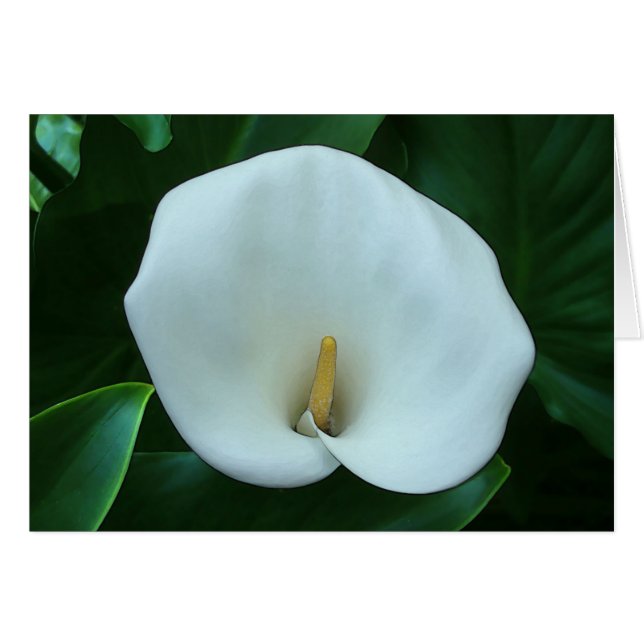 Cartão Calla Lily - Placa de arte de 5" x 7" (Frente Horizontal)