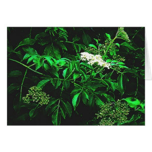 Cartão calma do silêncio