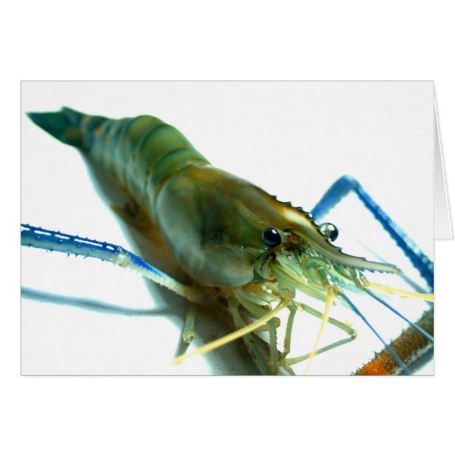 Cartão camarão (Frente Horizontal)