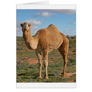 Cartão Camel