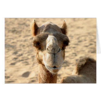 Cartão Camel