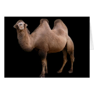 Cartão Camel Bubble