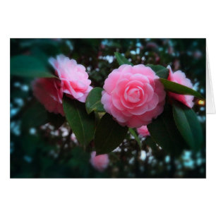 Cartão Camelias