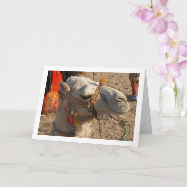 Cartão Camelo Branco no Deserto (Orquídea)