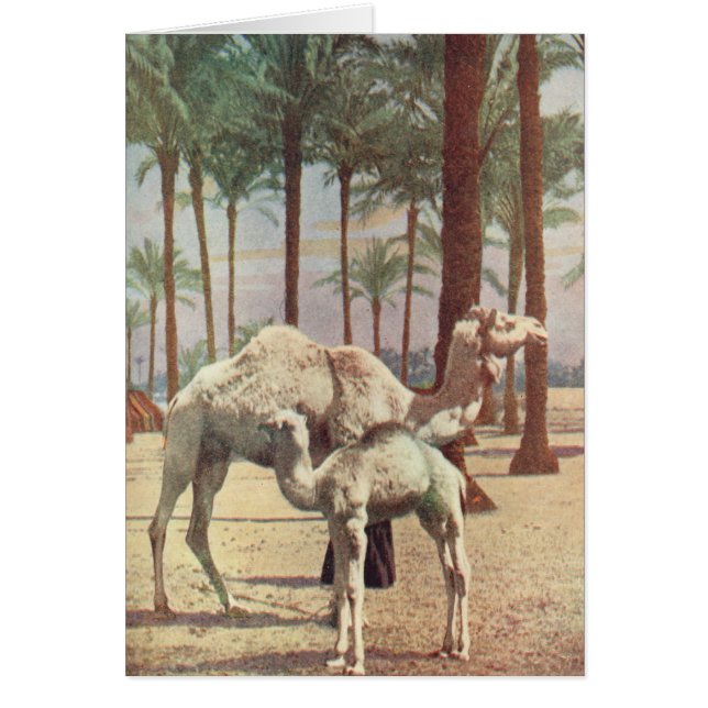 Cartão Camelos (Frente)
