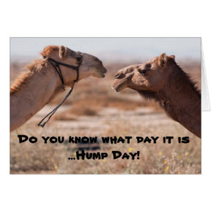 Cartão Camelos Hump Day