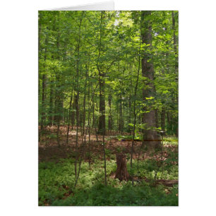 Cartão Caminhada da floresta