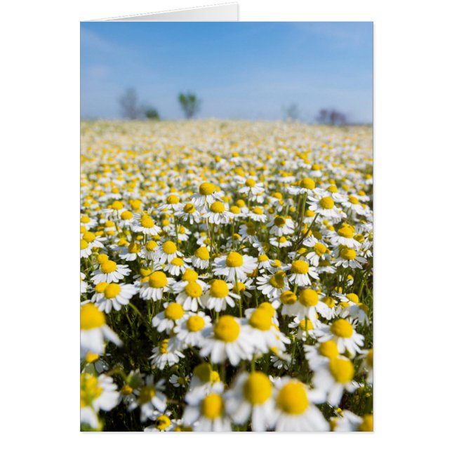 Cartão Camomile Field, Hungria (Frente)