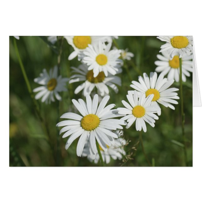 Cartão Camomiles (Frente Horizontal)