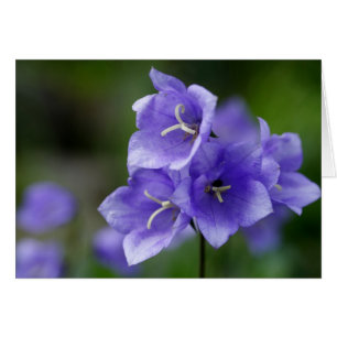 Cartão Campanula