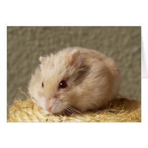 Cartão Campbells Dwarf Russian Hamster, Argente
