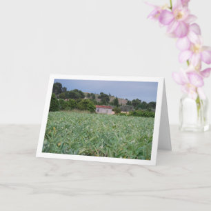 Cartão Campo Artichoke espanhol, Valência, Espanha