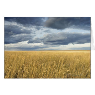 Cartão Campo com nuvens de tempestade