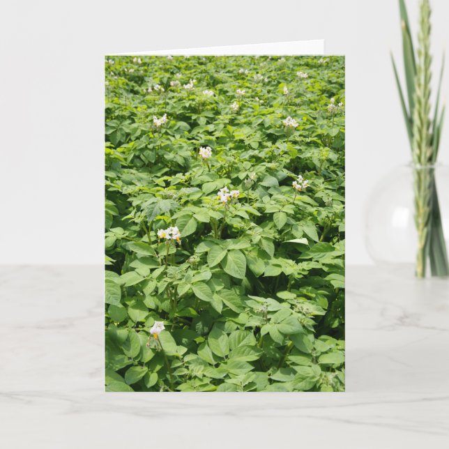 Cartão Campo da batata (Frente)