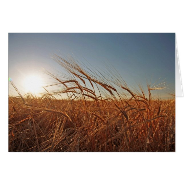 Cartão Campo da grão (Frente Horizontal)