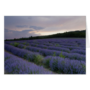 Cartão Campo da lavanda no por do sol