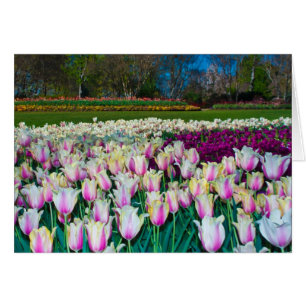 Cartão Campo das tulipas