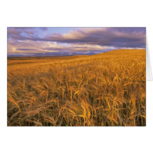 Cartão Campo de cevada madura ao longo das Rochosas