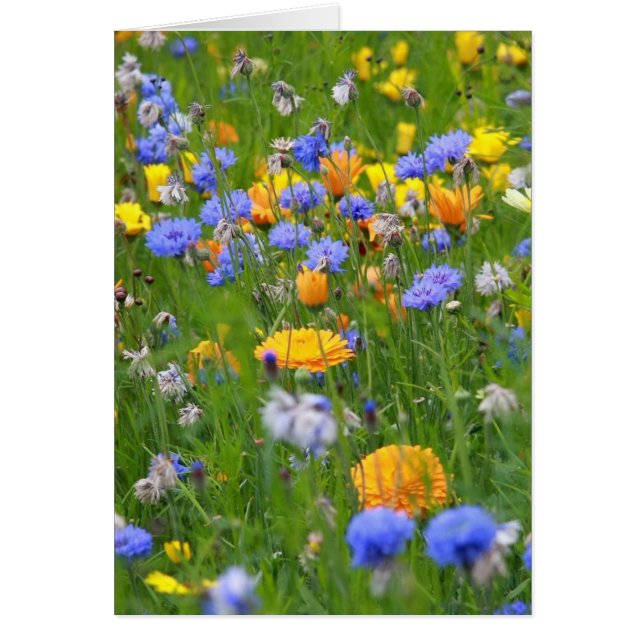 Cartão Campo De Flores (Frente)