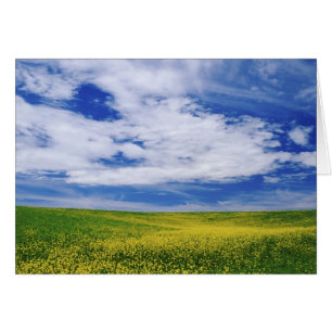 Cartão Campo de flores canola ou mostarda, Palouse