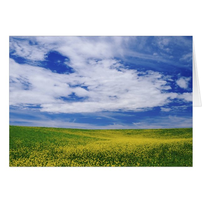 Cartão Campo de flores de Canola ou Mostarda, Palouse (Frente Horizontal)