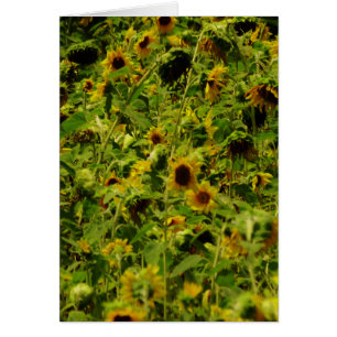 Cartão Campo de girassol