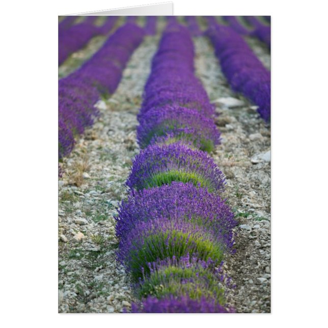 Cartão Campo de lavanda, Provença, França (Frente)