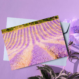 Cartão Campo de Lavanda Provença França Interior em Branc