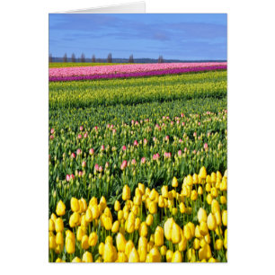 Cartão campo de primavera tulipas