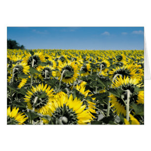 Cartão Campo de Sunflower