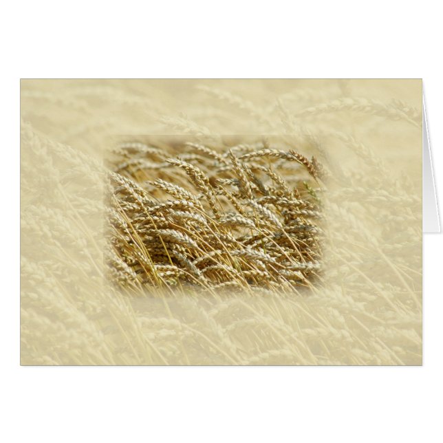 Cartão Campo de trigo (Frente Horizontal)