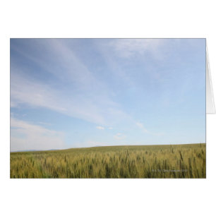 Cartão Campo de trigo