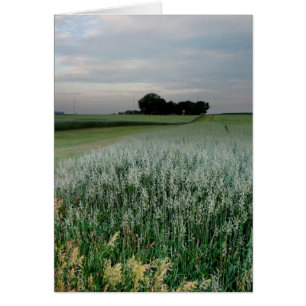 Cartão Campo de trigo no centro-oeste