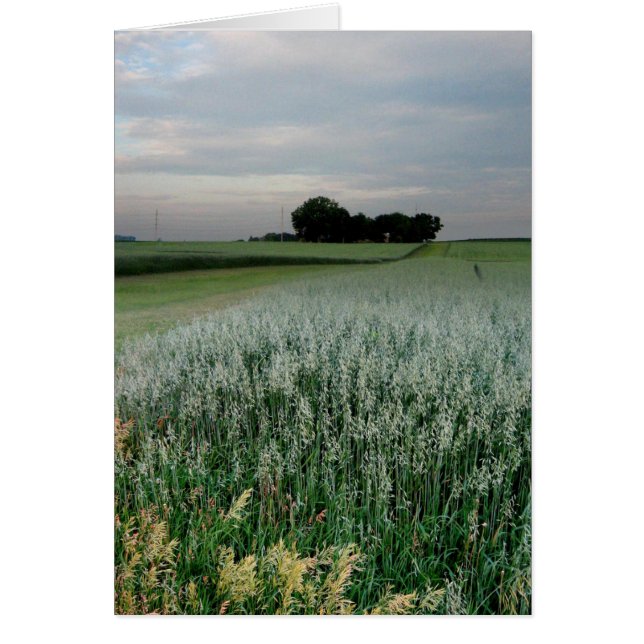 Cartão Campo de trigo no centro-oeste (Frente)