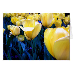 Cartão campo de tulipa amarela