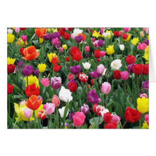 Cartão Campo de tulipas coloridas