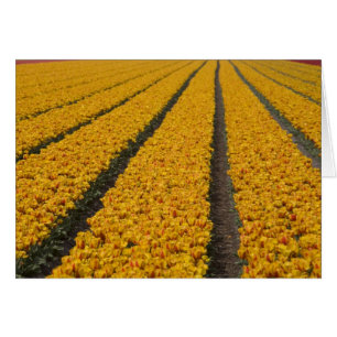 Cartão Campo de tulipas, Países Baixos