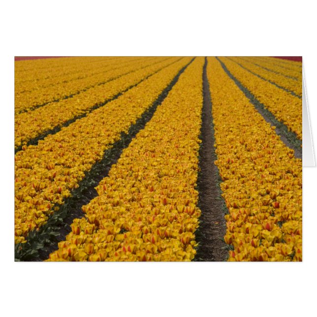 Cartão Campo de tulipas, Países Baixos (Frente Horizontal)