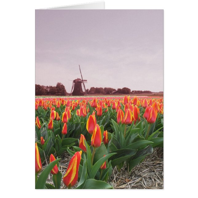 Cartão Campo e moinho de vento de flor da tulipa (Frente)