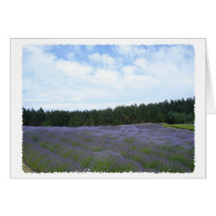 Cartão Campos de lavanda