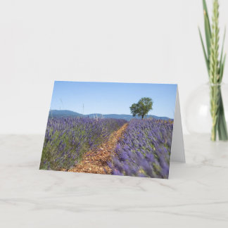 Cartão Campos de Lavanda de Luberon, Provença, França -