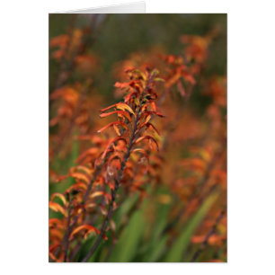 Cartão Campos do fulgor alaranjado